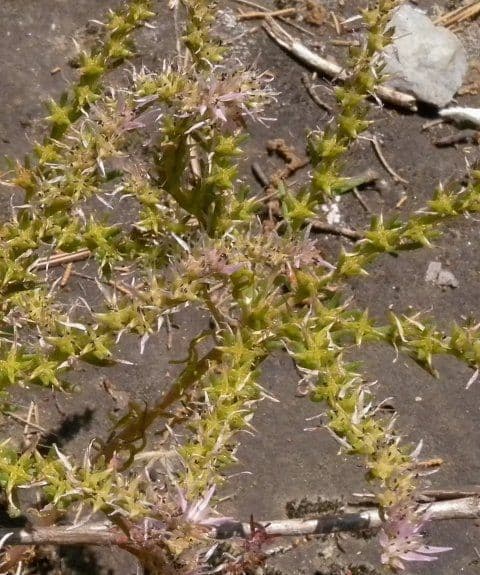 Sedum 7