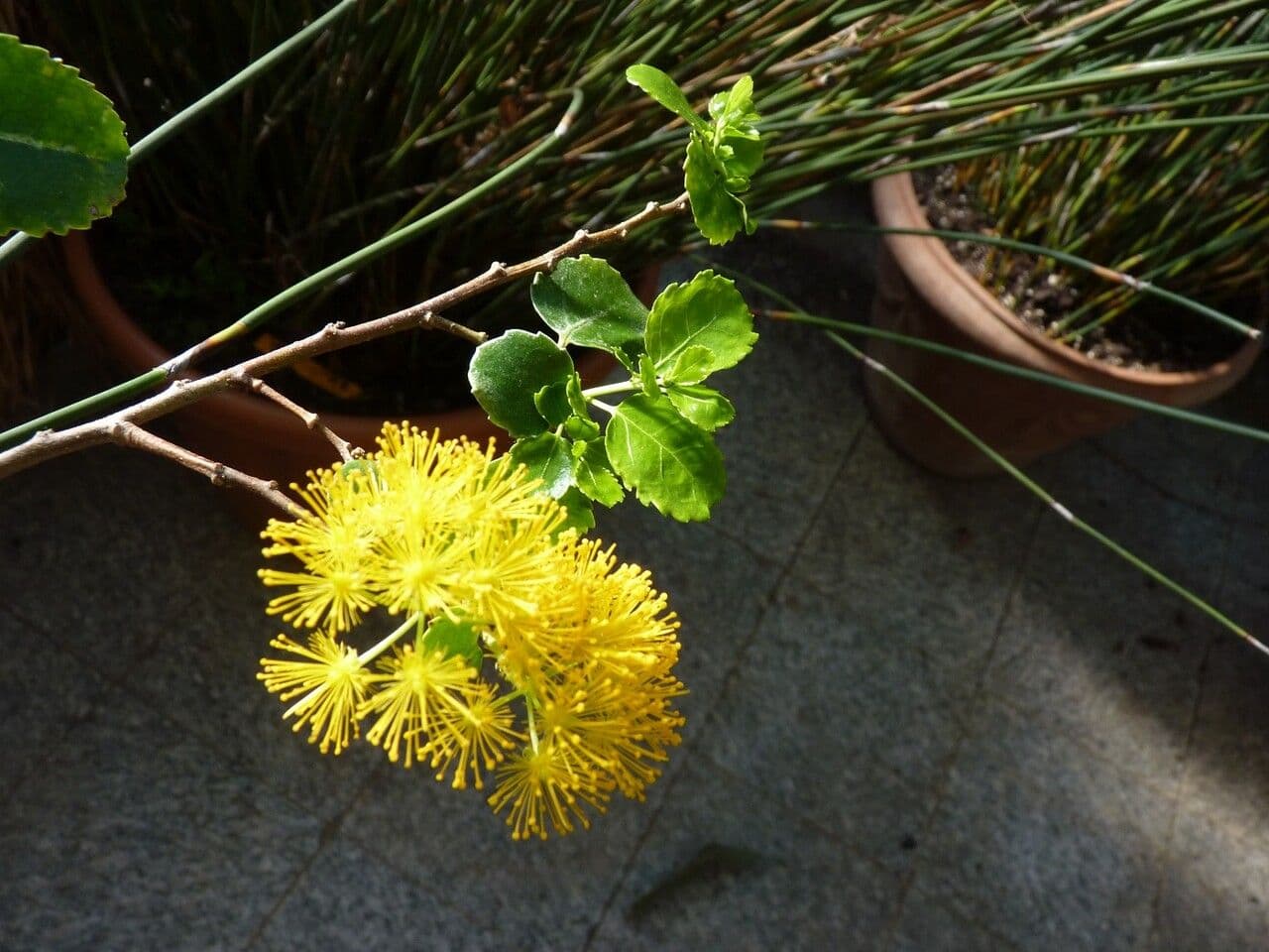 Azara dentata 15