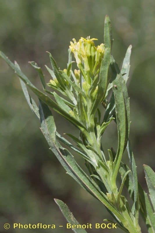 Erysimum incanum 7