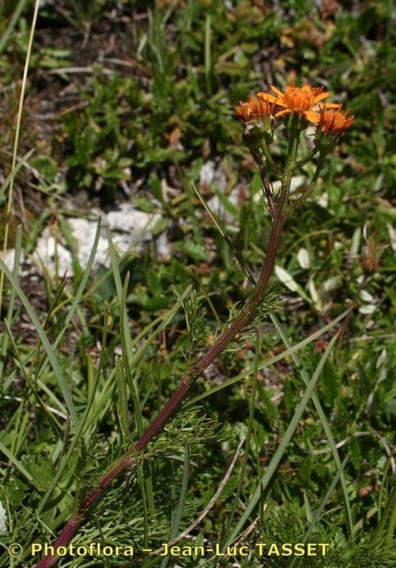 Jacobaea 6