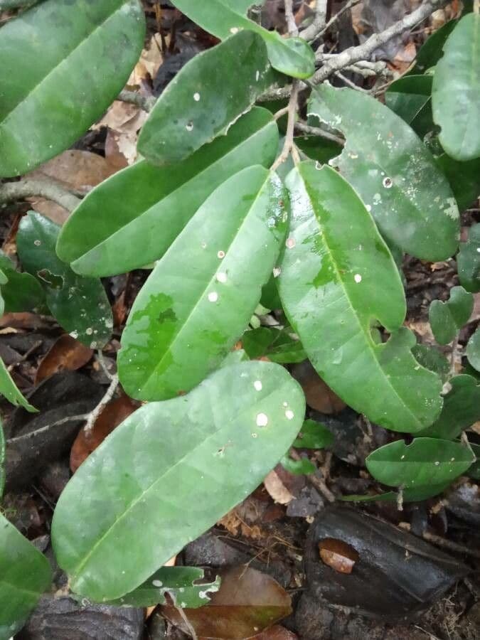 Tapura 4