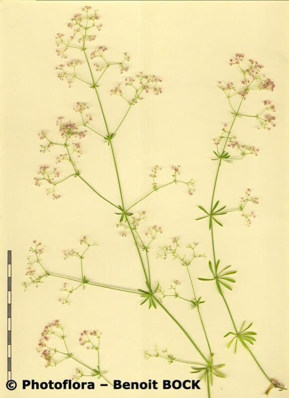 Schlankes Labkraut 23