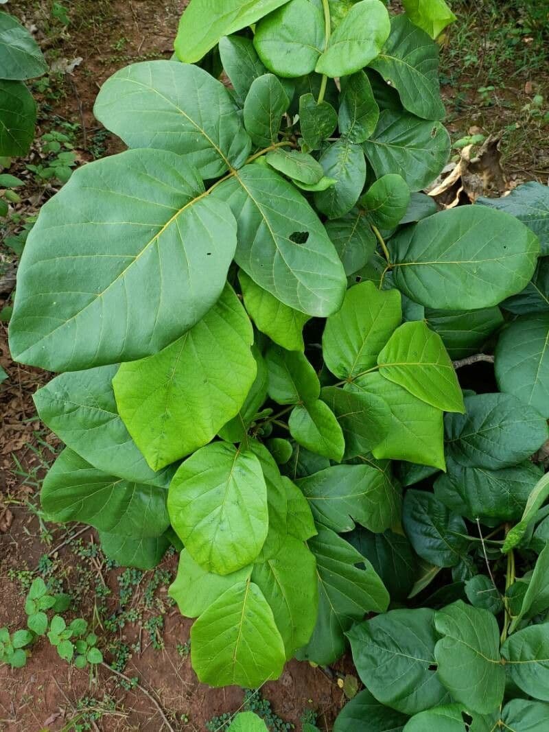 Fernandoa 11