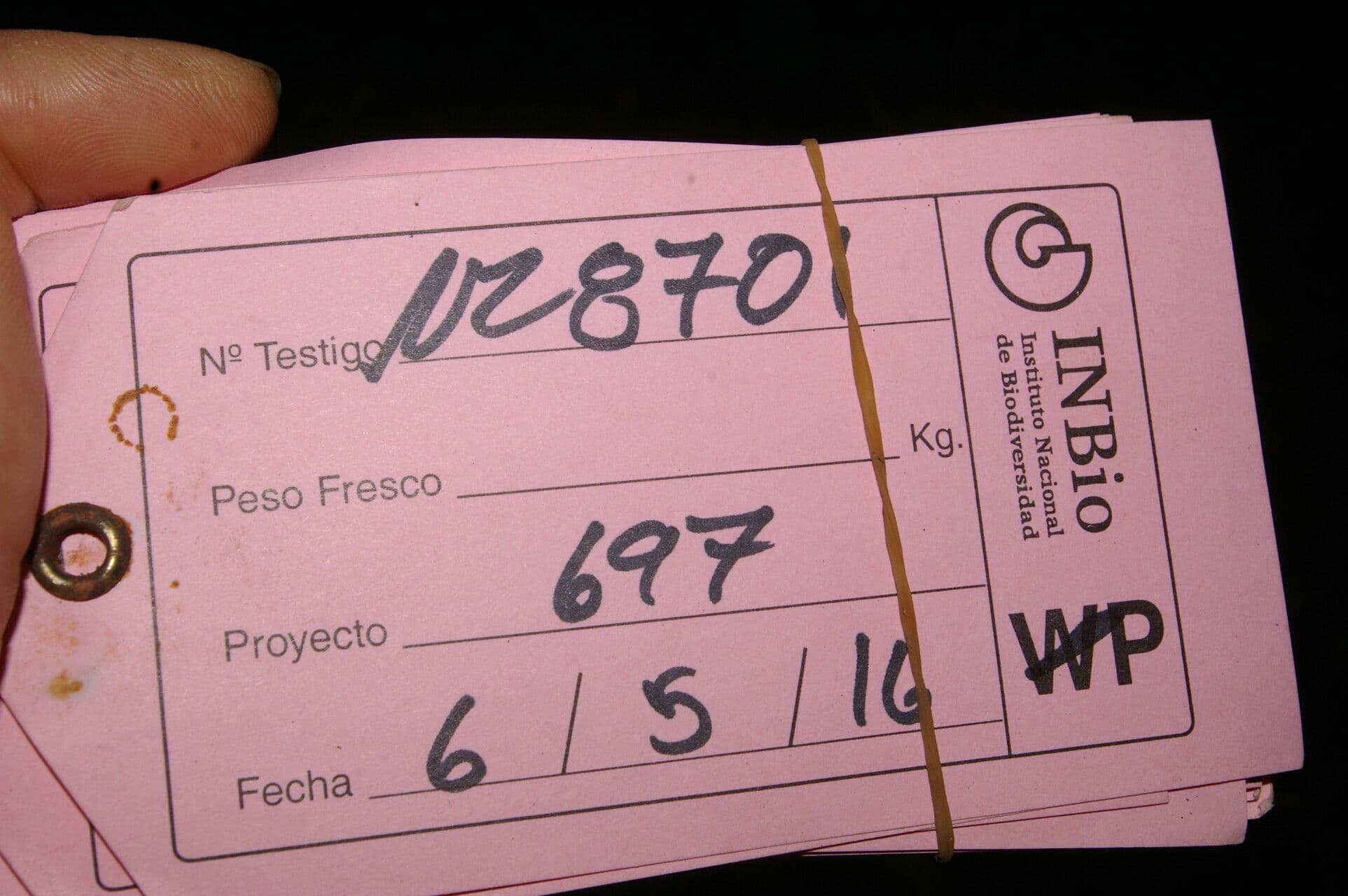 Sloanea 3