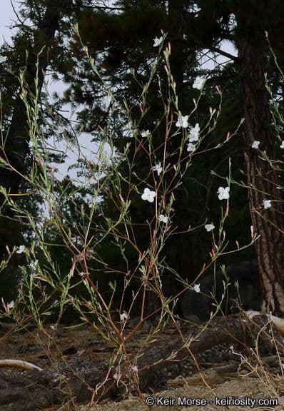 Gayophytum 6