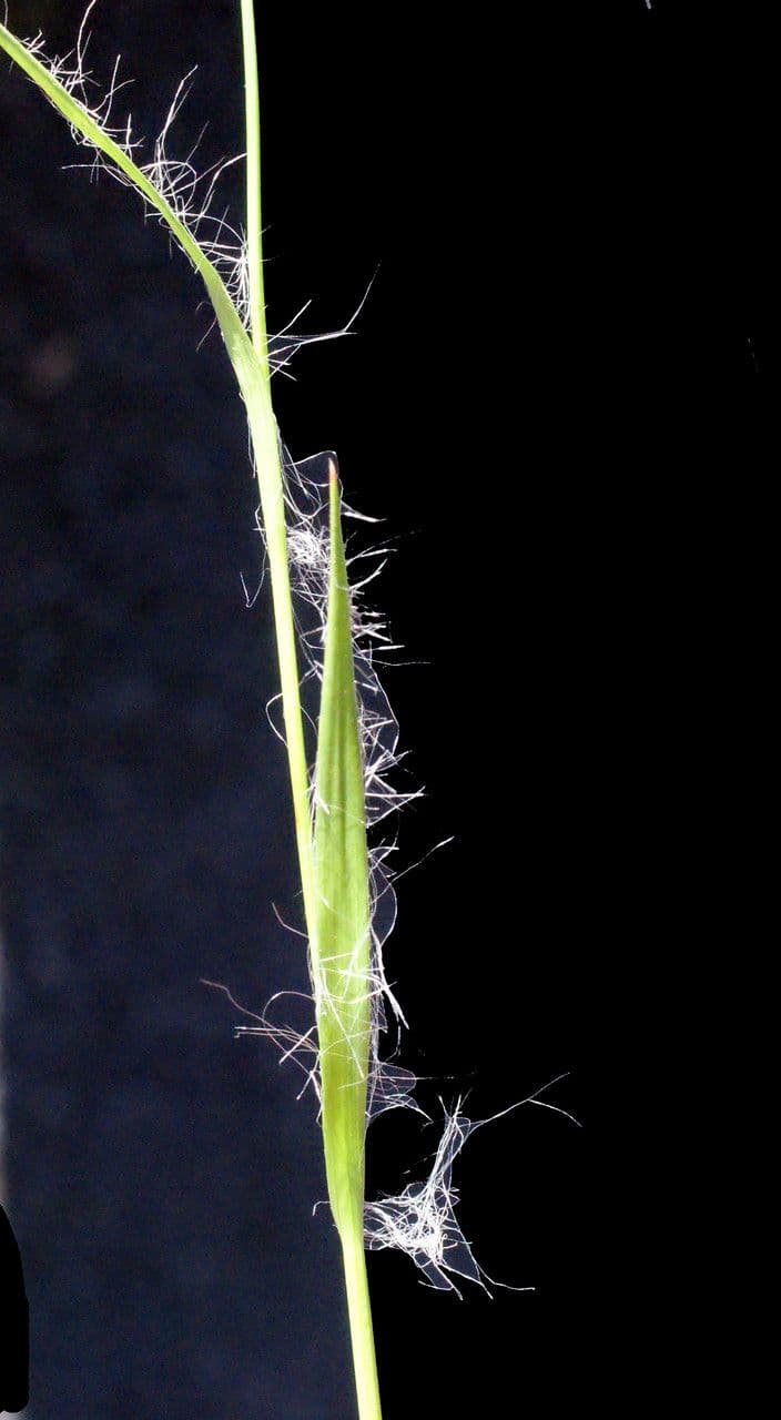 Kosmatka Forstera 18