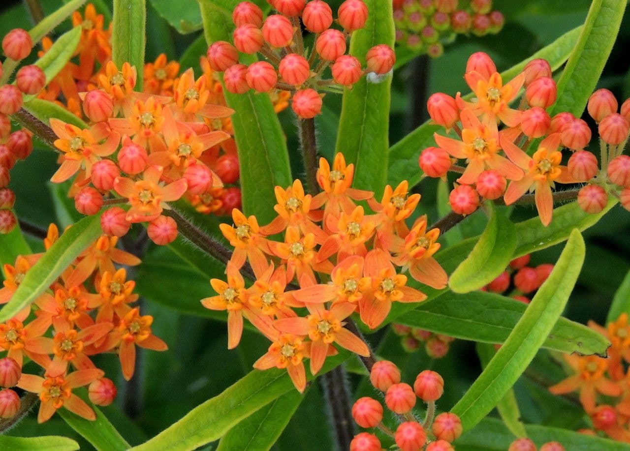 Asclepiade tuberosa 8