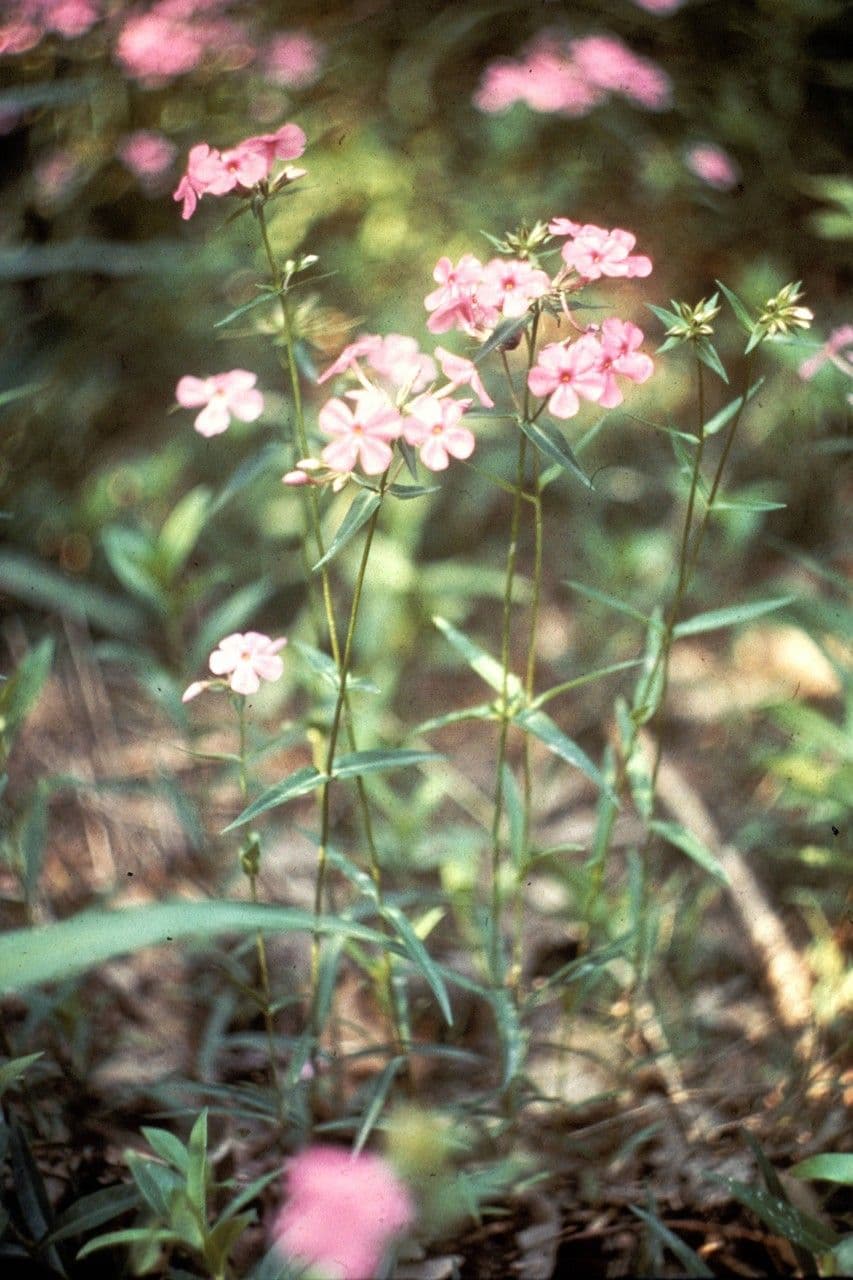 Phlox de Buckley 2