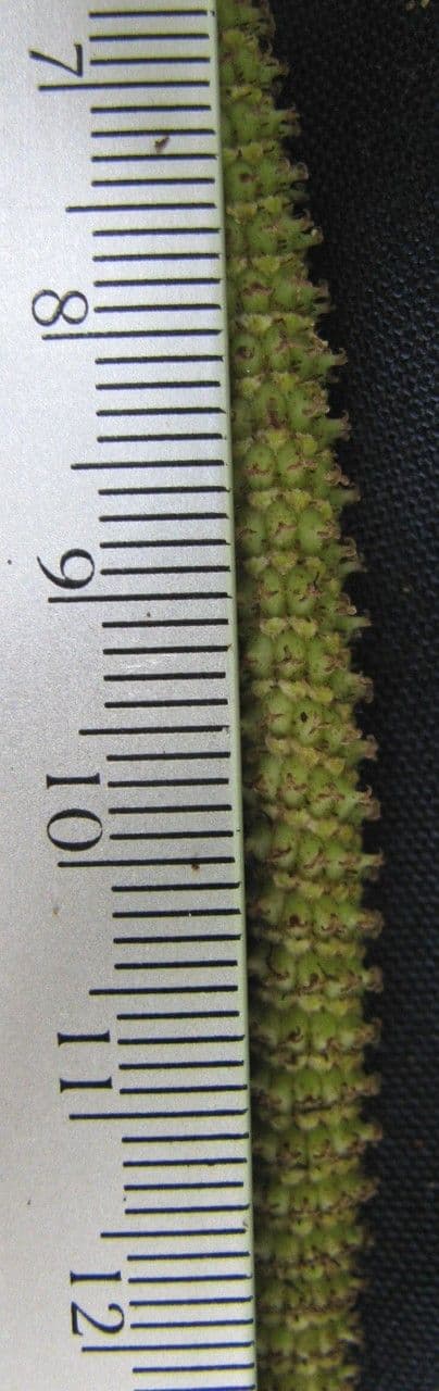 Dicknerviger Pfeffer 10