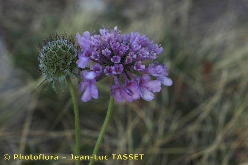 Scabiosa triandra 24