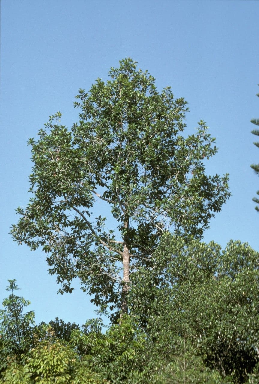 Dipterocarpus