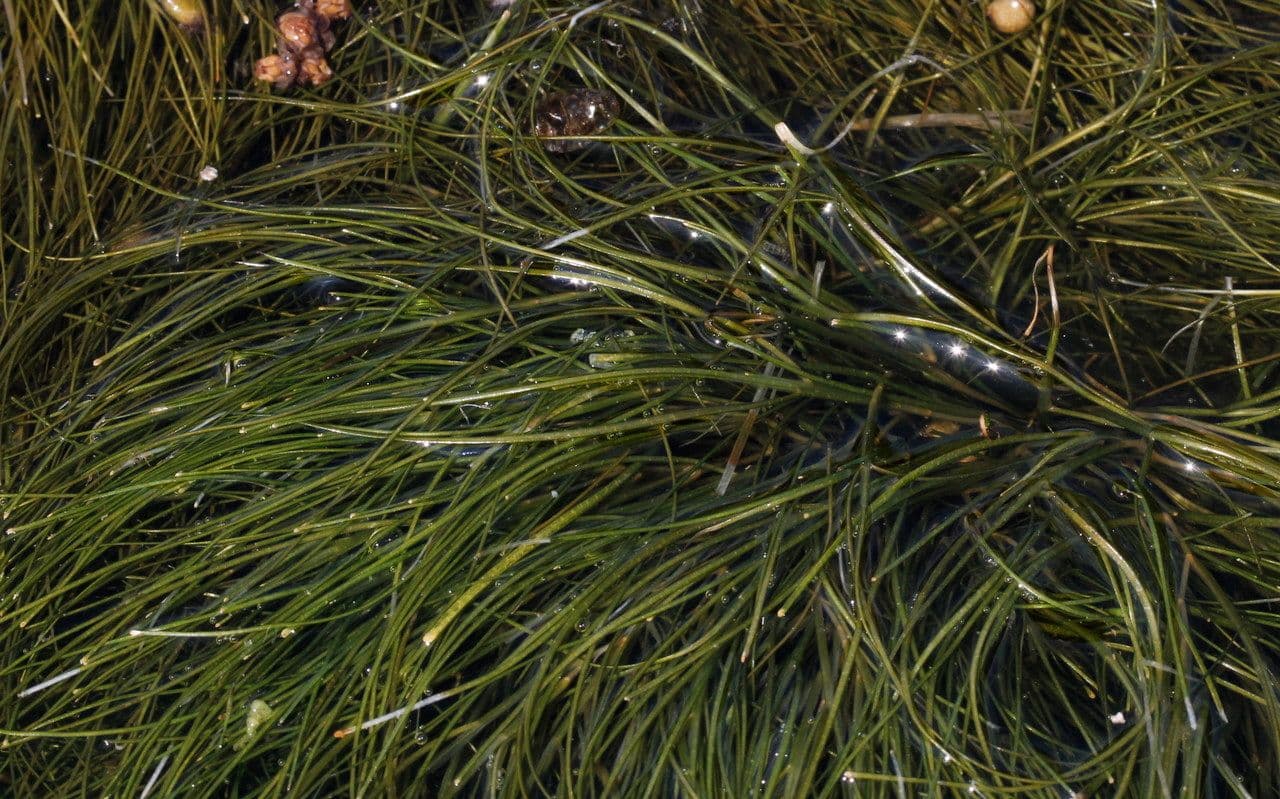 Červnatec hřebenitý 13