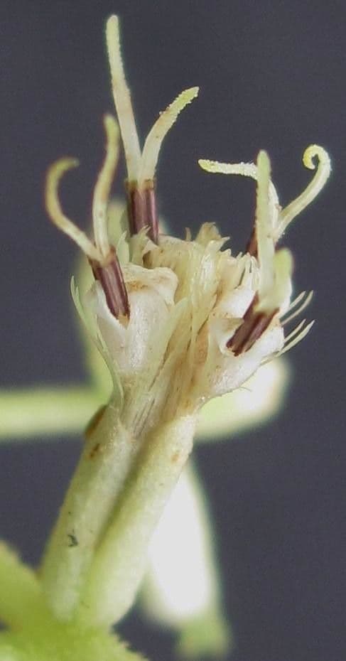 Mikania silvatica
