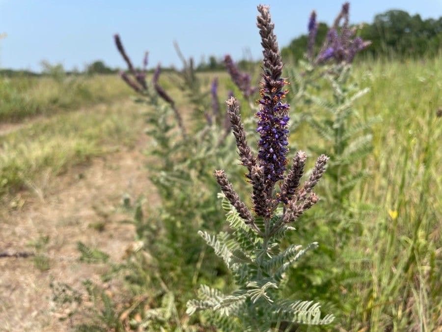 Leadplant 8
