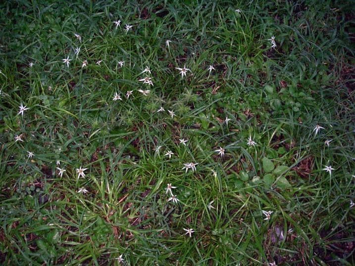 Rhynchospora 13