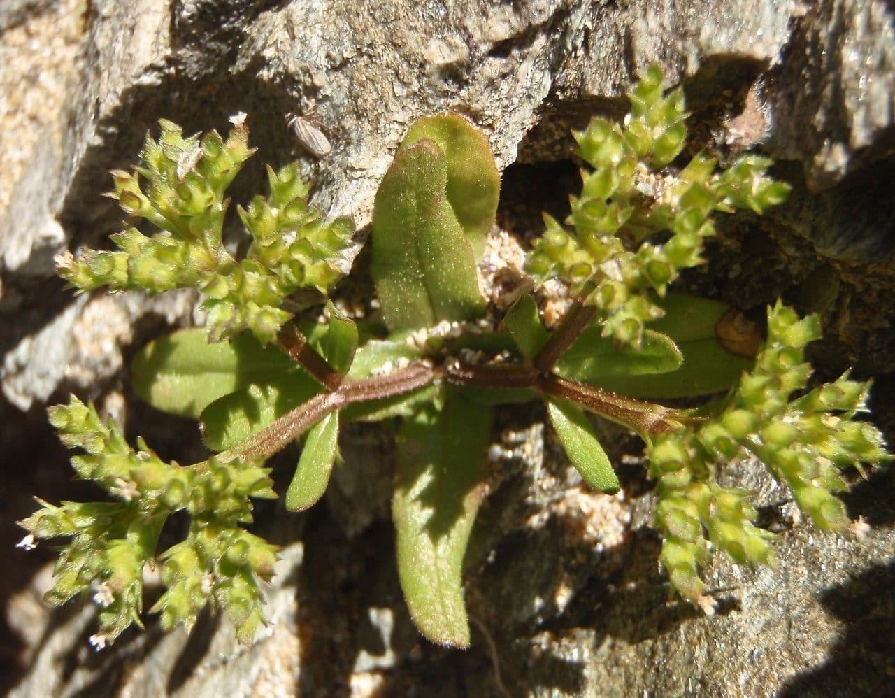 Valerianella coronata 5