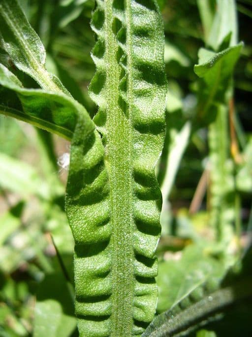Helenium 14