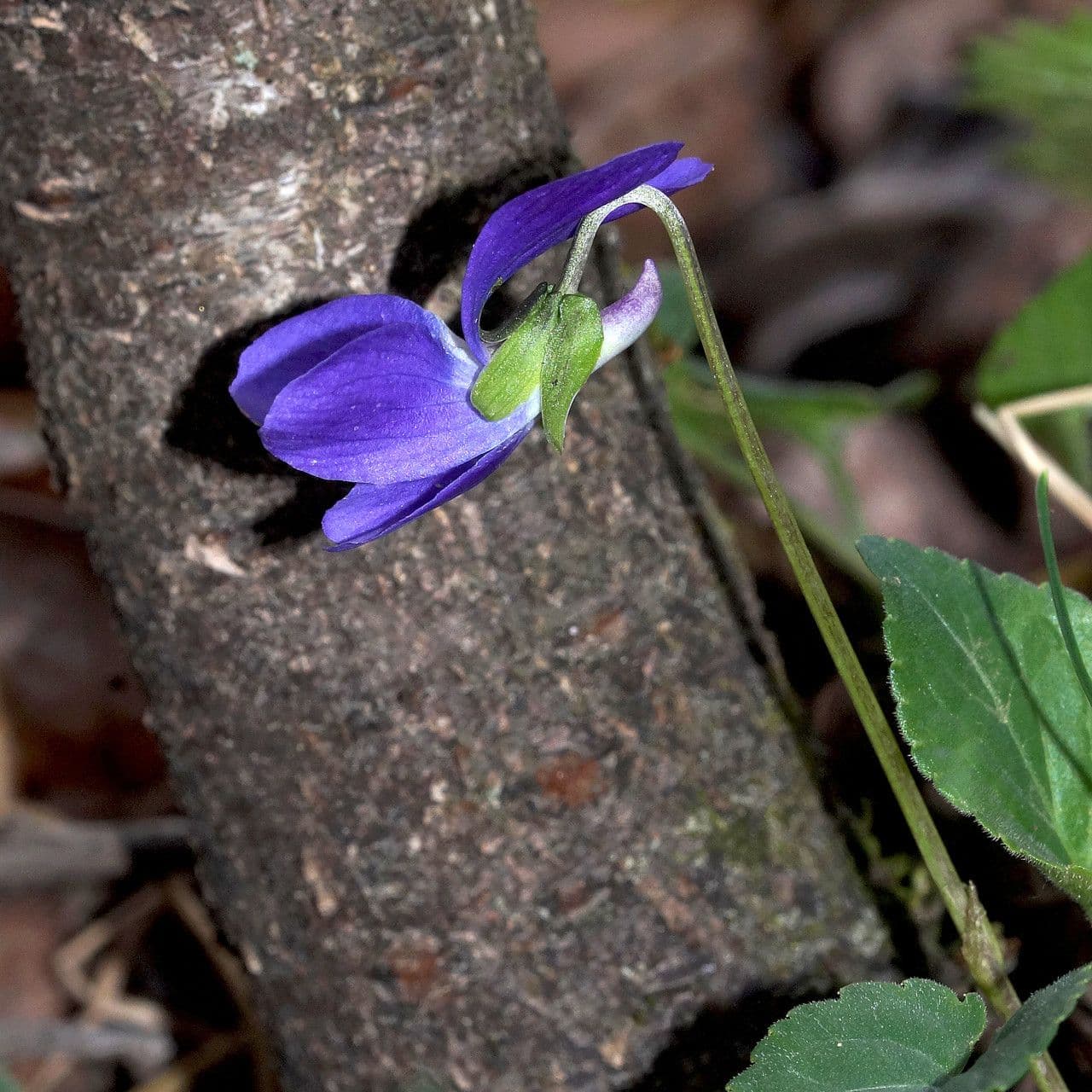 Viola odorata 3