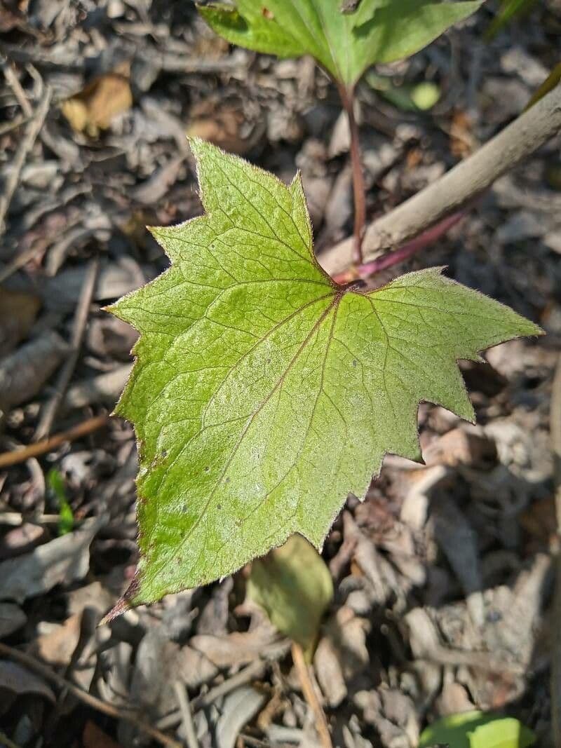 Mikania periplocifolia 6