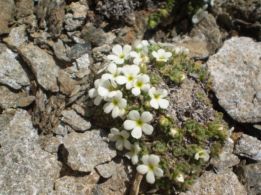 Androsace pubescente 7