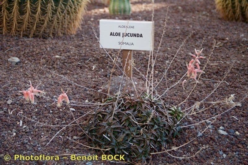 Aloe 8