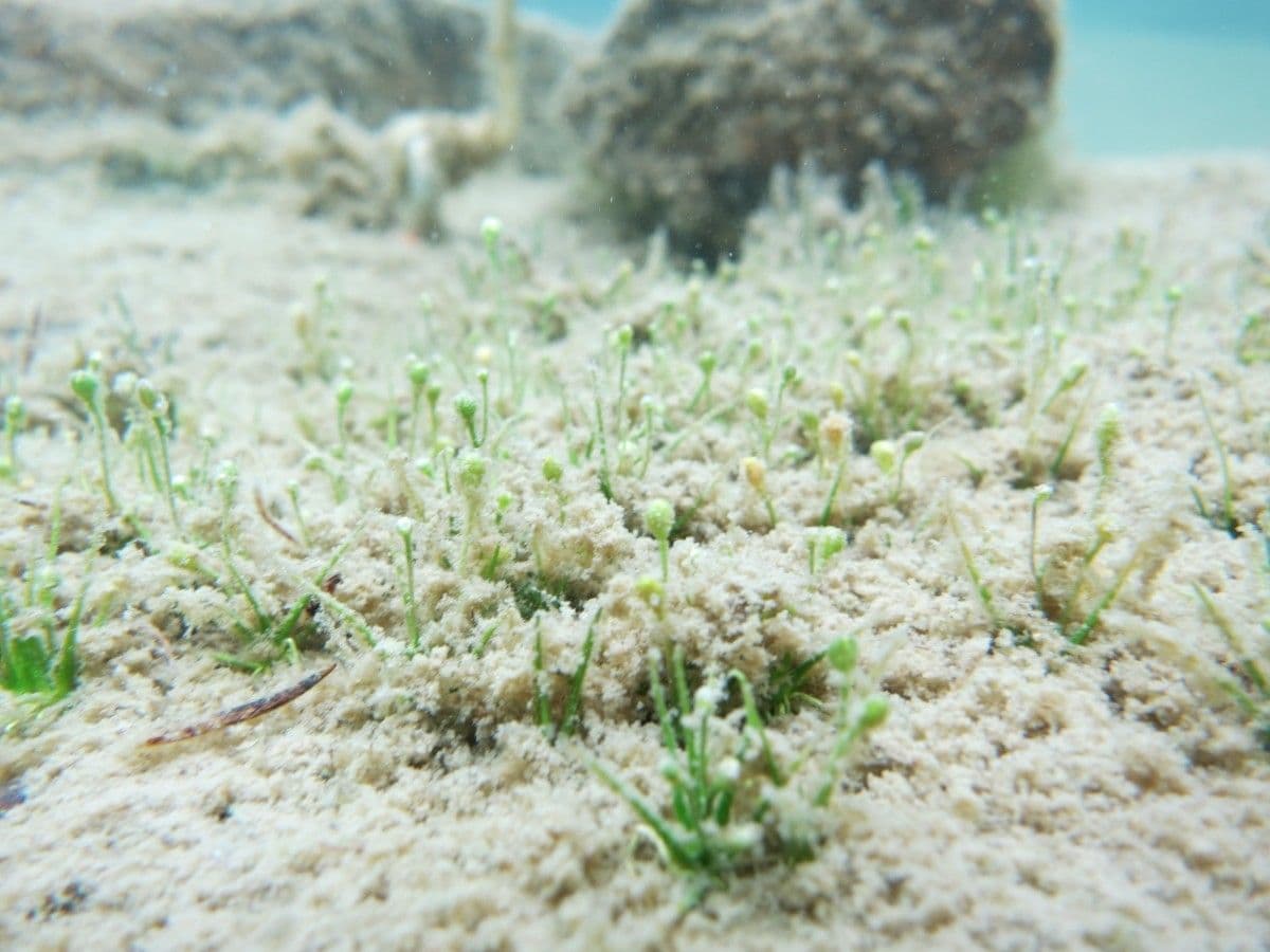 Subularia aquatica 4