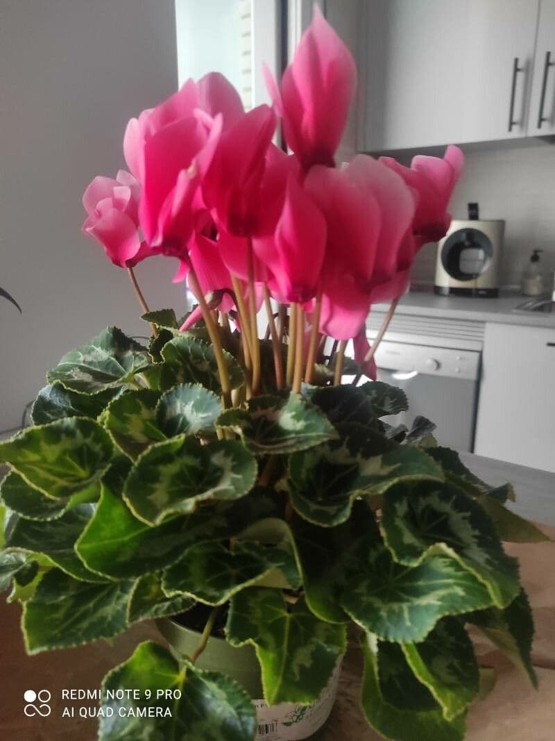 Ciclamino primaverile 24