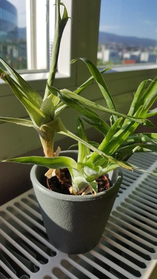 Catopsis 4