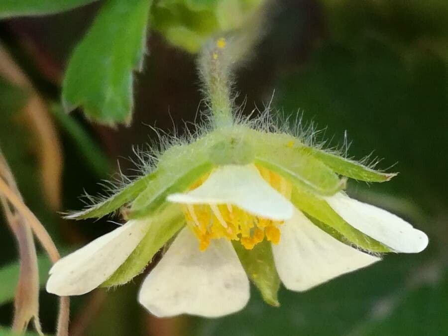 Strawberryleaf cinquefoil 6