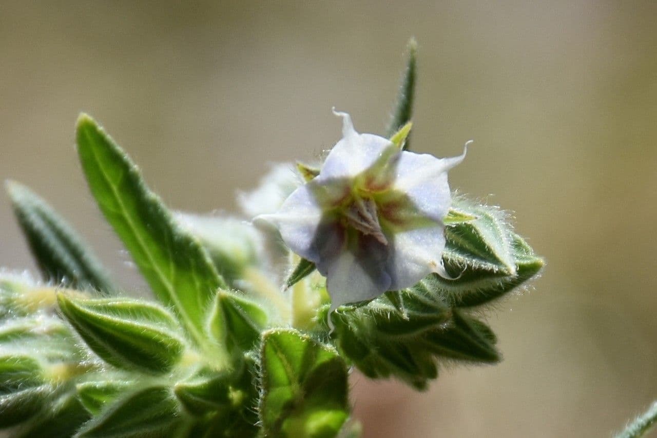 Trichodesma 6