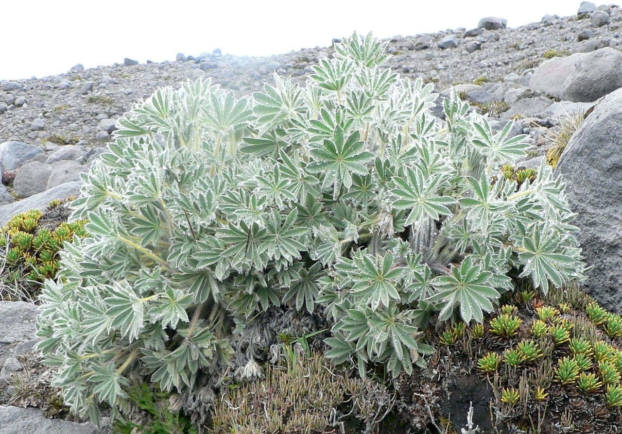 Wolken-Lupine 4