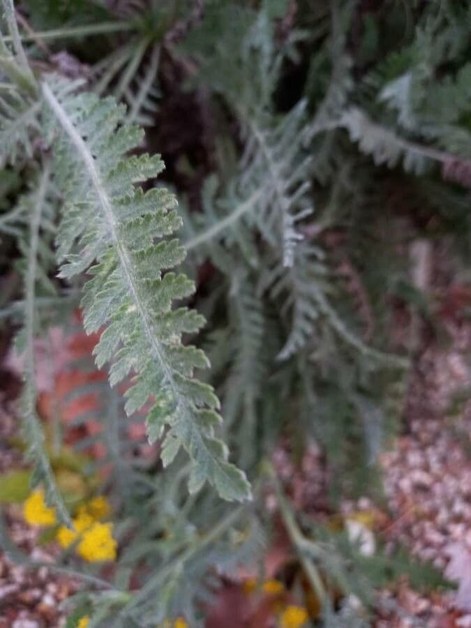 Achillea filipendula 17
