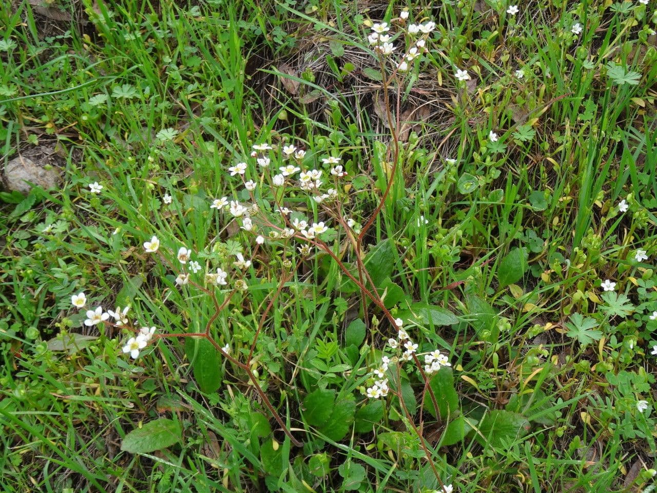 Kalifornischer Steinbrech 7