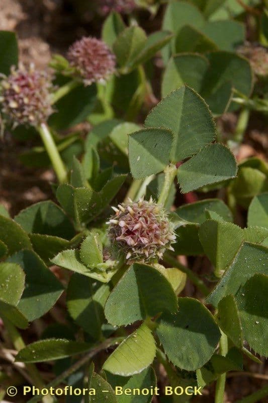 Trifoglio agglomerato 21