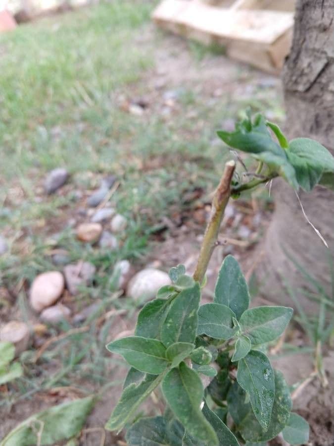 Eliotropio comune 21