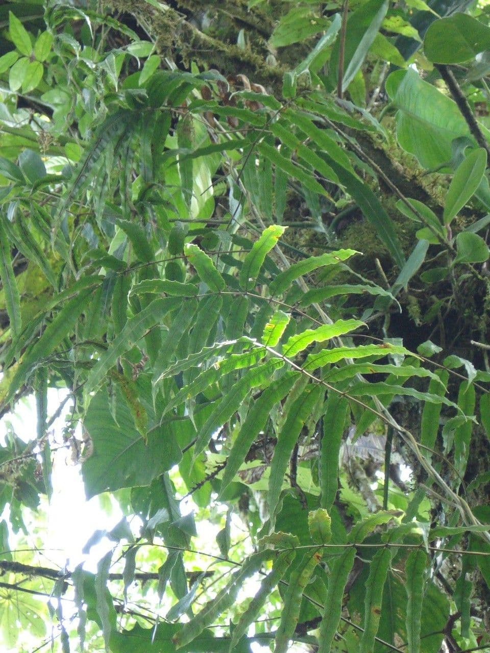 Salpichlaena 2