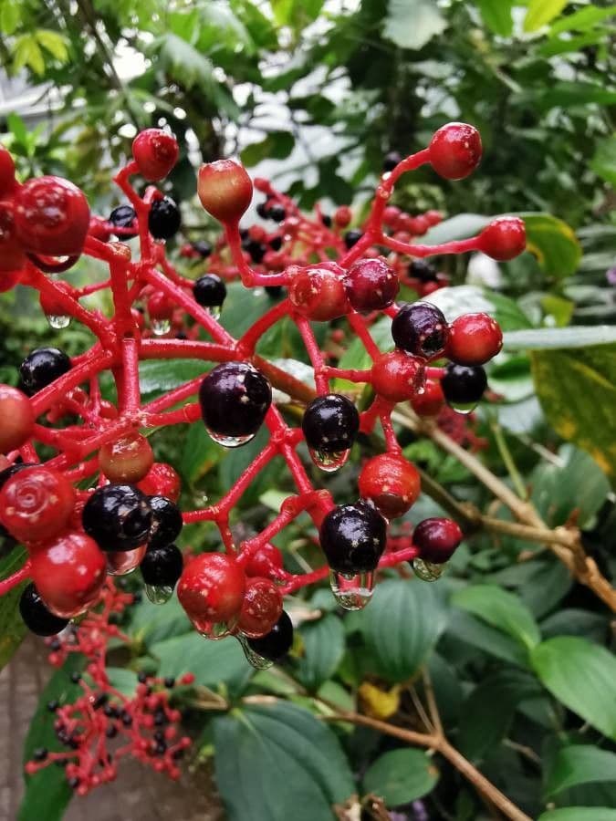 Cissus 4