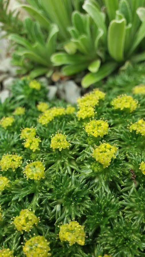 Azorella