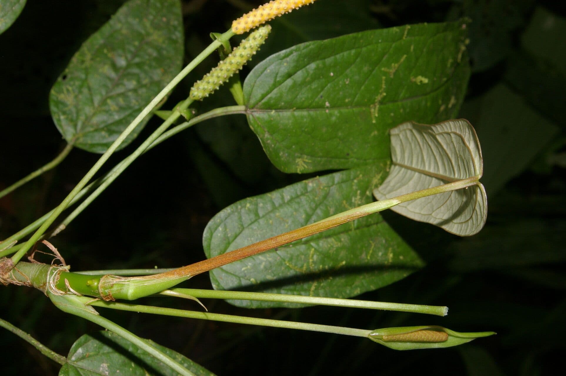 Anthurium a spata piccola 6