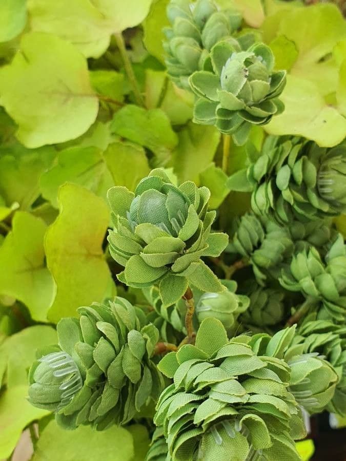 Aeonium 10