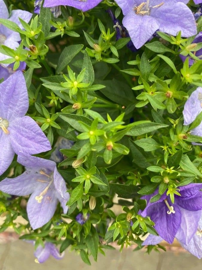 Campanula dei Carpazi 16