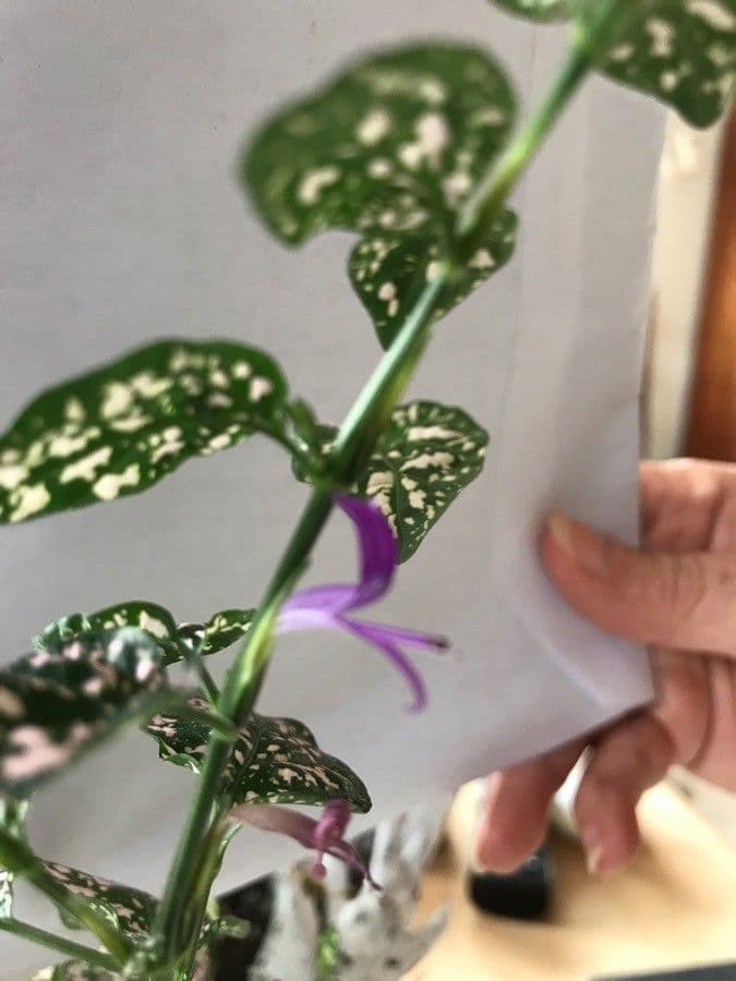 Hypoestes 5