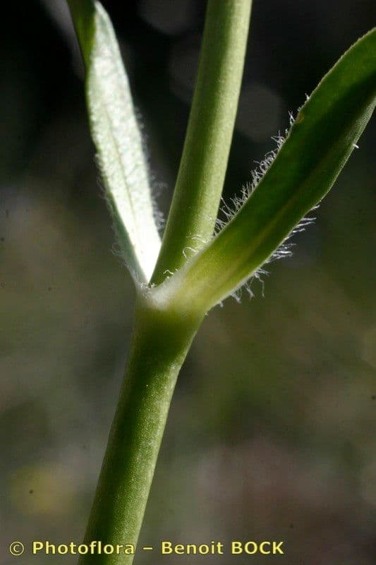 Saponaria bellidifolia 21