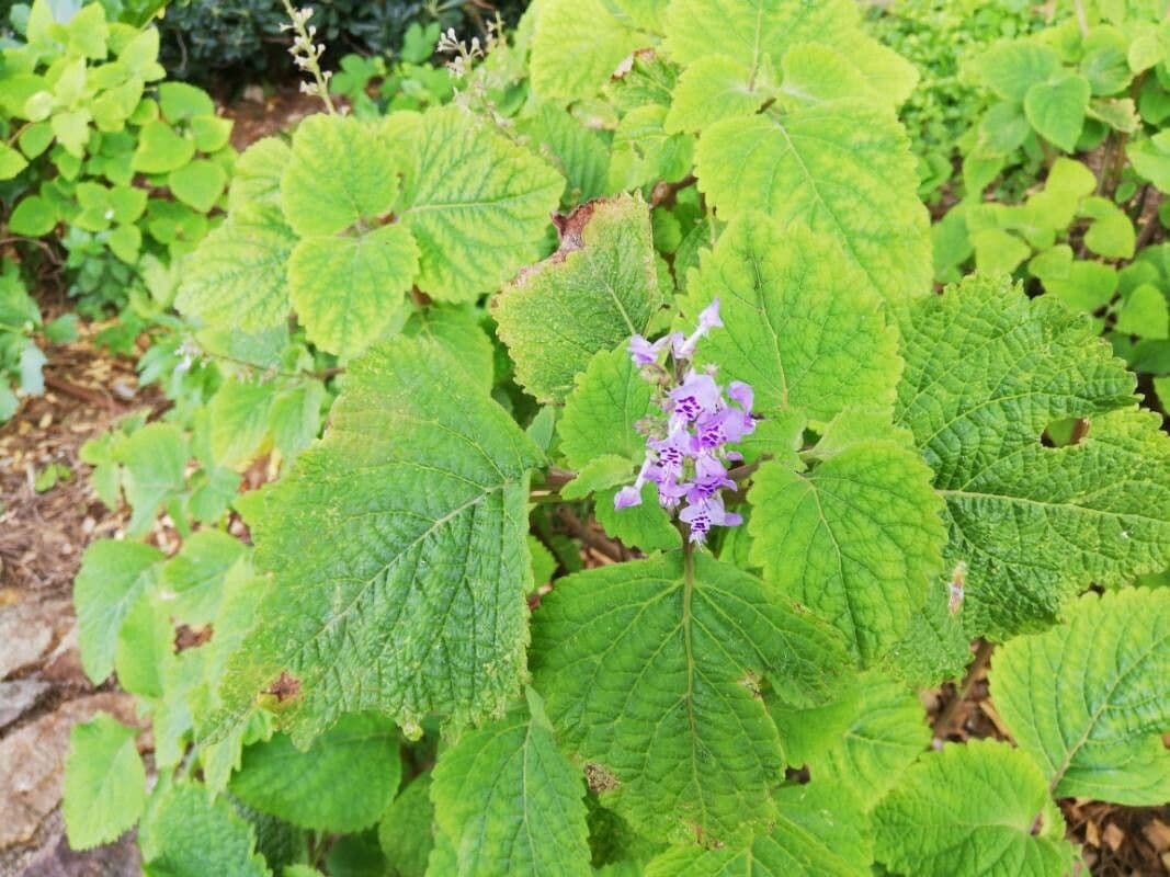 Plectranthus 11
