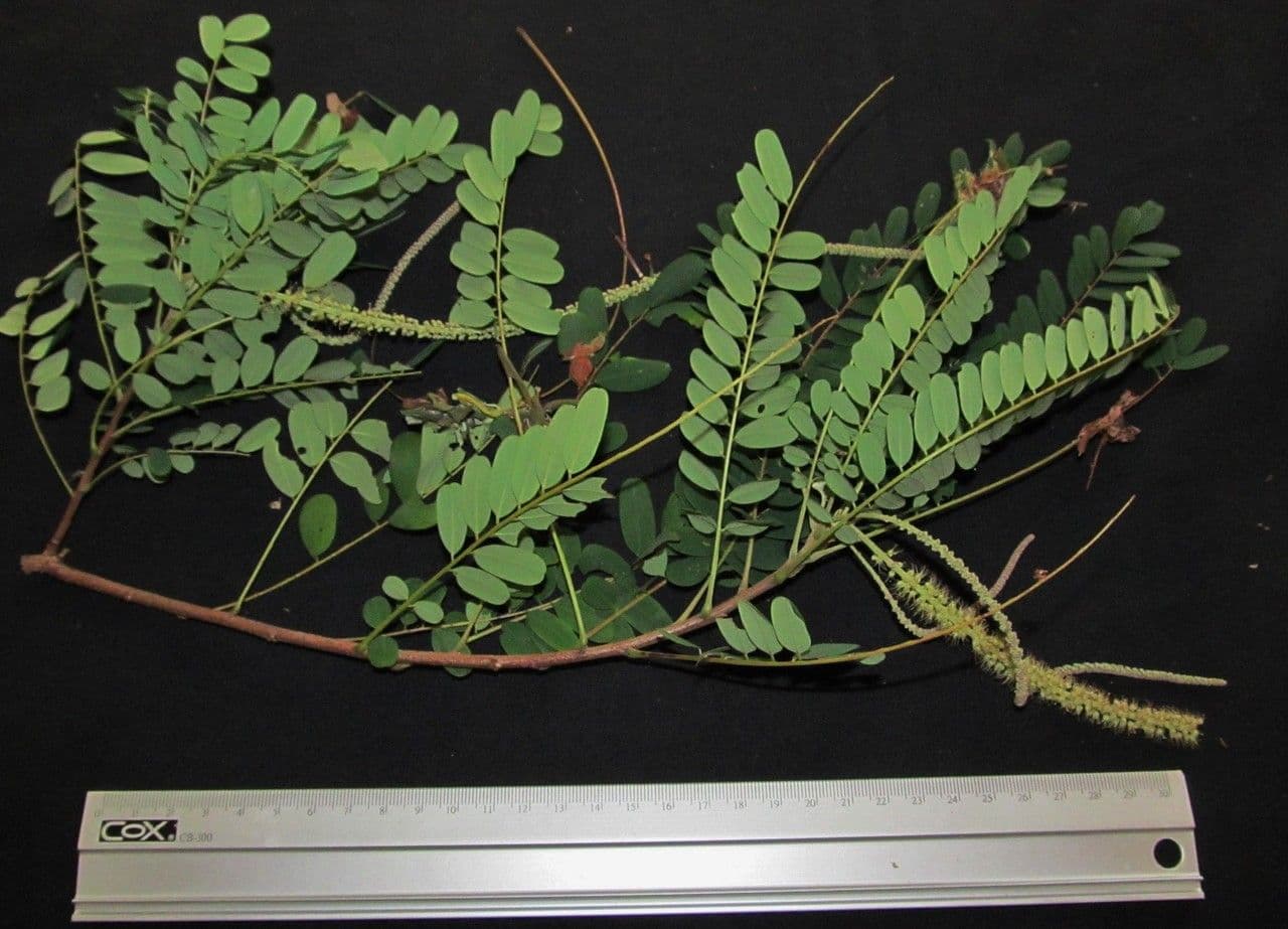 Amorphoides Alvaradoa 17