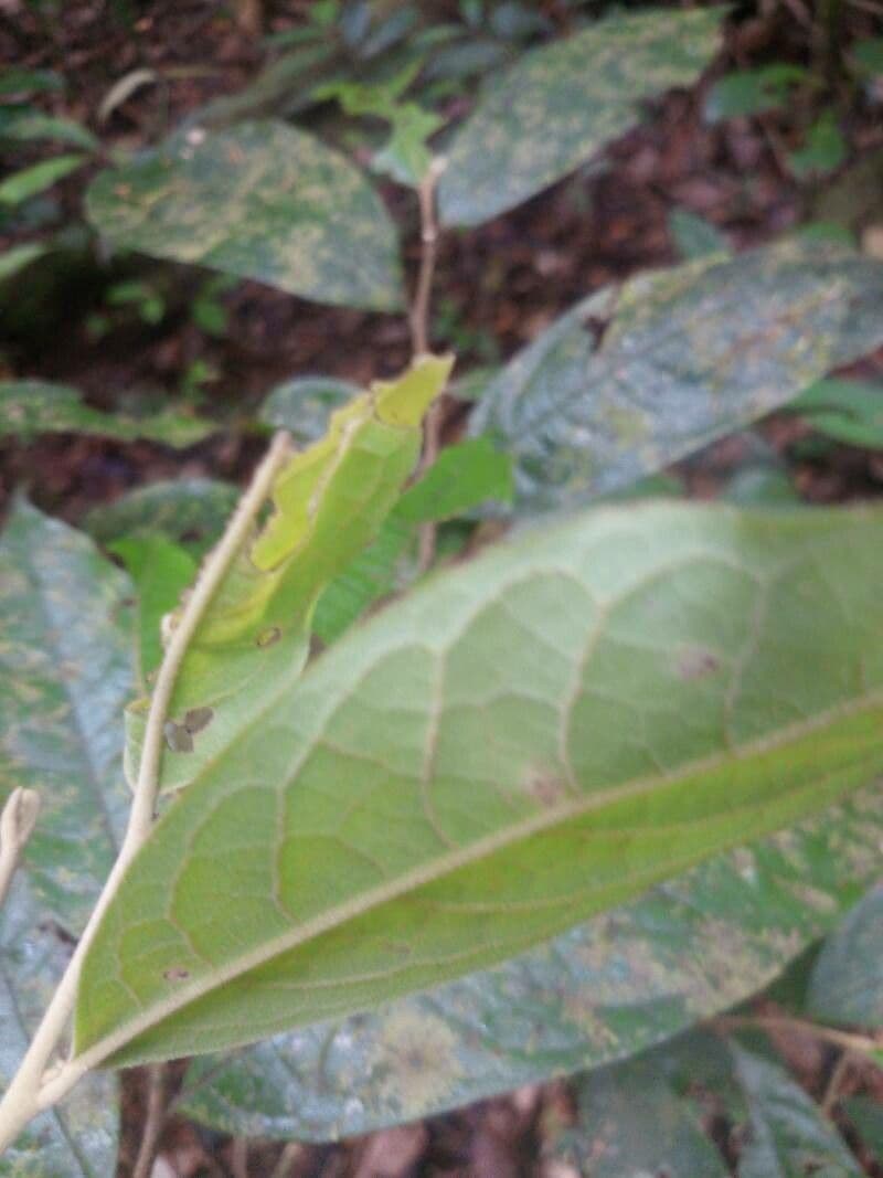 Duguetia 6