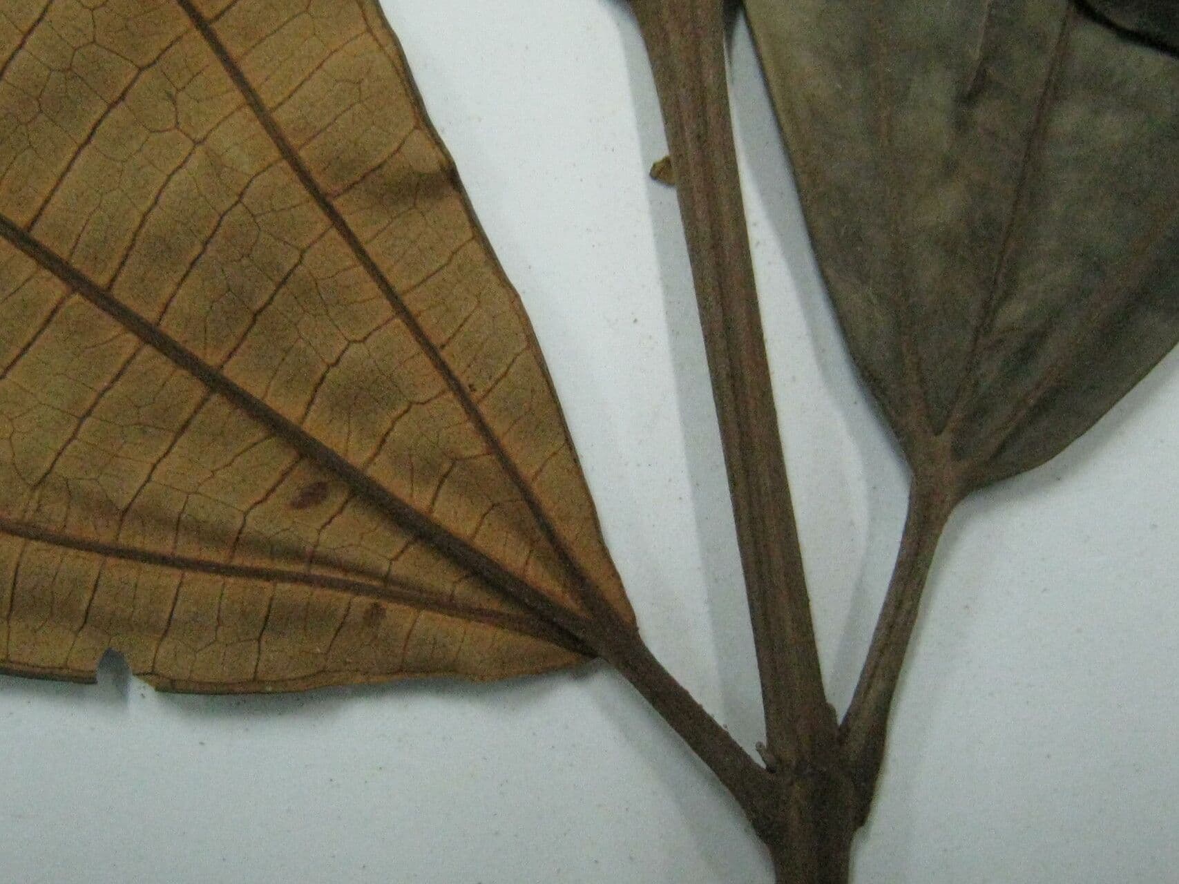 Miconia 5