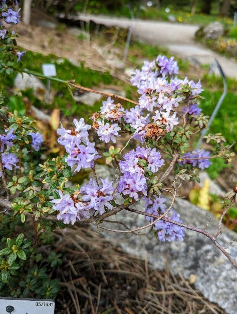 Rododendro 4