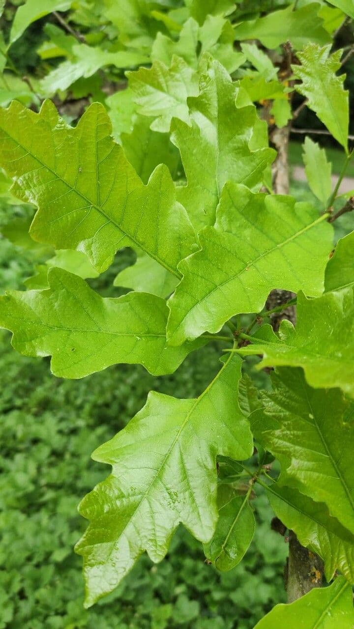 Quercia lira 5