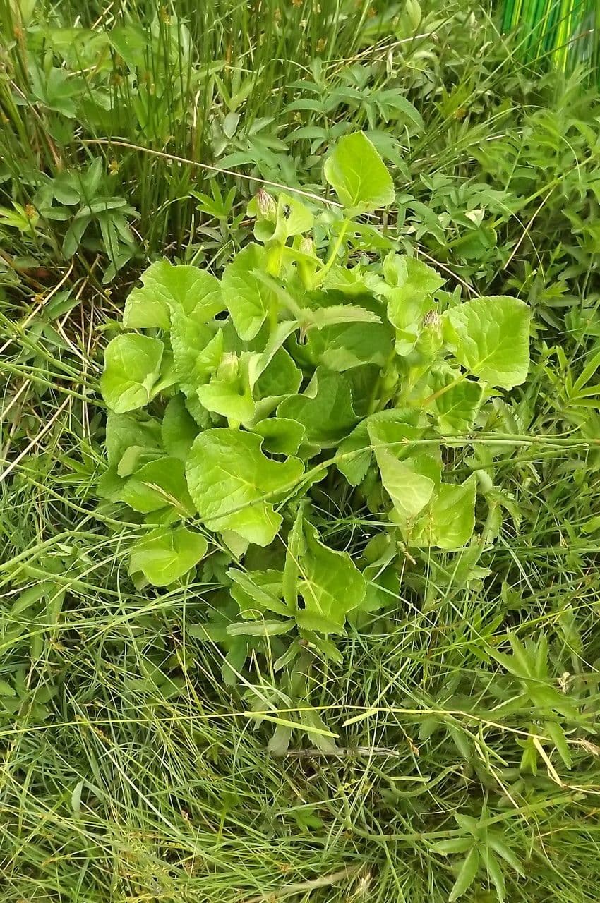 Sibirisches Greiskraut 15
